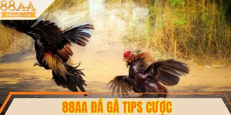 3 tips cược đá gà 88AA thắng đậm